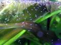 Blue three spot gourami fry / Blaue Fadenfisch Nachwuchs [1/1]