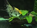 Angelfish Pair Spawning