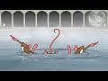 Wwaterrat.mov