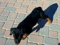 Thunder & Ozzie's 13 wk old Pink Ribbon Girl