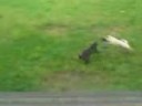 cat chase pug