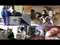 MEET MY PETS! (ALL 17) | April 2016
