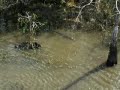 Big Cypress with Danny trying to catch a monster gator