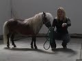 My Pony Talk-Intro