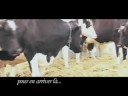 Dirty Taz - Promo du nouvel album \"L\ Dirty Taz - Promo du nouvel album \"L\