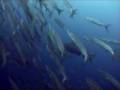 Sharks - Chumpon Pinnacle Koh Tao Thailand