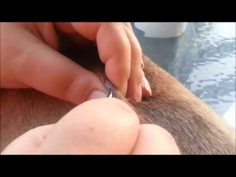 how to drain cyst on cat