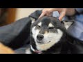 柴犬さん的シルバーウィークの過ごし方 Shiba Inu 's Holiday!