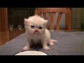 Baby%20Kitten%20And%20His%20Funny%20Meows