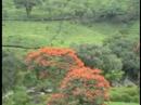 munnar