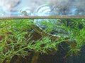 My Baby Red Eared Slider Turtle and Habitat Part 1