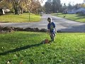 ひげダンス