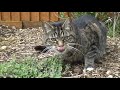 My Cat