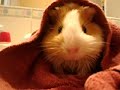 cochon dinde apré sa douche cochon dinde apré sa douche