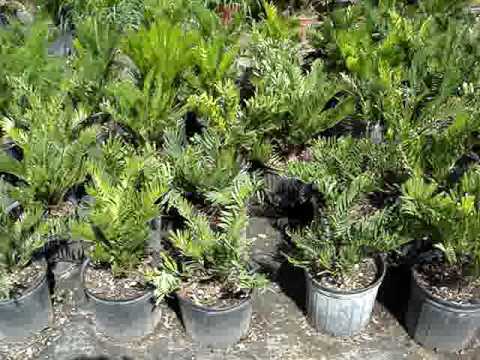 how to transplant zamia