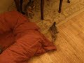 Jewels of the Nile F1 high percent Savannah babies 5 weeks old  potty training