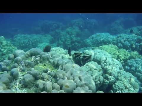 snorkeling video
