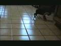 Boston Terrier video