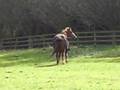 videos de In the field- Tasha, Rowan, Alfie