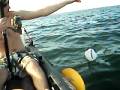 videos de 5 Foot Lemon Shark Caught from Kayak