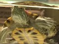 красноухая черепаха смотреть My turtle watch