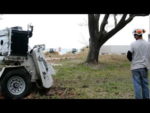 how to replant after stump grinding