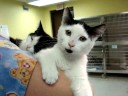 Marquette County Humane Society-kitys