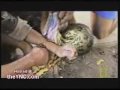anaconda snake bites policemans arm