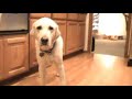 my dog is ascared of the floor. this is some important backstory for my dog, he has dog aspergers.