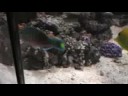 Scarus quoyi - Papageifisch