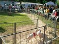 I uploaded a YouTube video -- Pig Races http://bit.ly/WUyk7