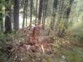 TMBER IN TUVE