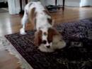 My Cavalier King Charles Spaniel and the Squeaker Toy My Cavalier King Charles Spaniel and the Squeaker Toy