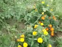 Garden Update August 11.08