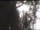 Sun rays through the moss. Sun rays through the moss.