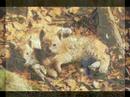 Iberian lynx