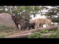 旭山動物園の動物たち~The Asahiyama Zoo 動物園