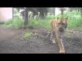 旭山動物園の動物たち~The Asahiyama Zoo