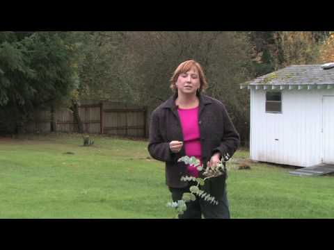 how to fertilize eucalyptus trees