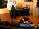 Keeping Your Cat Fit & Healthy : How to Walk a Cat on a Leash