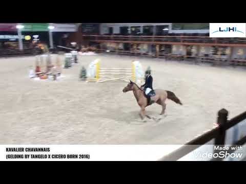 KAVALIER - 5YO - LIER - DECEMBER 2021
