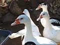 les canards les canards