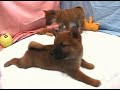 ???Japanese midget Shiba