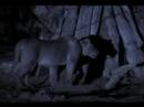 ataque de un leoparado a un elefante