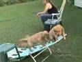 Golden Retriever Puppies - Wipe Out!