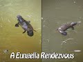 A Platypus Love Story A Platypus Love Story