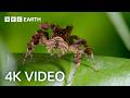 3 HOURS OF INCREDIBLE 4K NATURE FOOTAGE | BBC ..