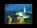 Ver Video