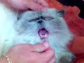 Cat Katze Kedi Lustig Komik www.oylatube.de.vu