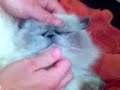 Cat Katze Kedi Lustig Komik www.oylatube.de.vu